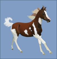 L'Elevage Lovely Devil 844962Poulain_Sport_Appaloosa