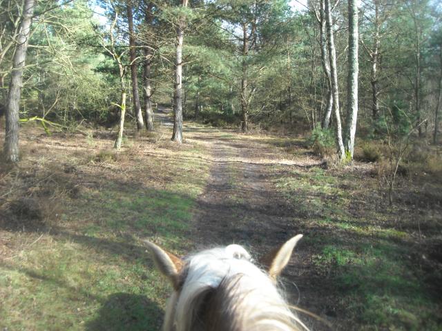 Balade de 2h - Milly la Forêt - Chapeau de Napoléon 847110DSCN9497