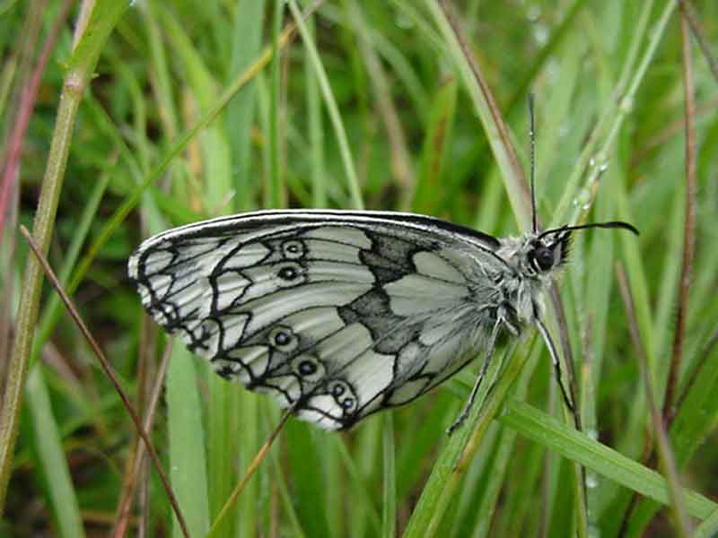 Les papillons 885364MVC_555F_papillon