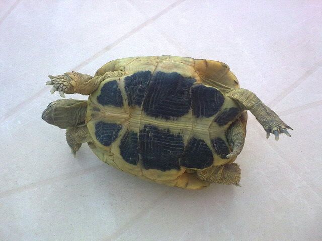 aidez moi a identifier mes tortues 88731224042009046_1_