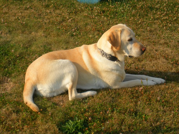 Tipsy. Un labrador sablé =P 91378Tipsy._04