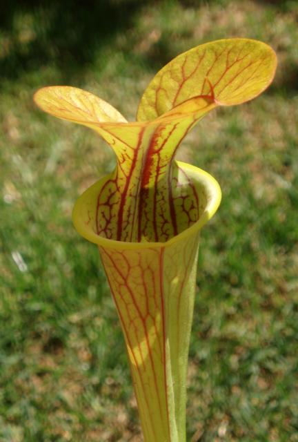 Sarracenia strikes back 918339P6170643