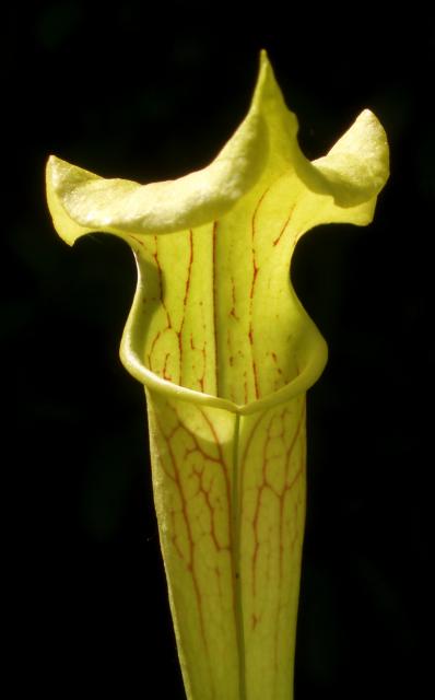 Sarracenia strikes back 920992P6170580