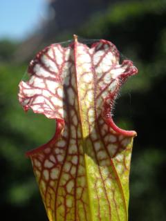 Quelques sarracenia... 937519espagne_674