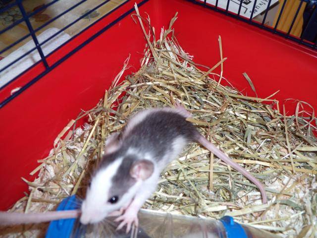 Mes ratoux en FA et adoptables  (Belgique/hainaut) 946295Racoon_2_a