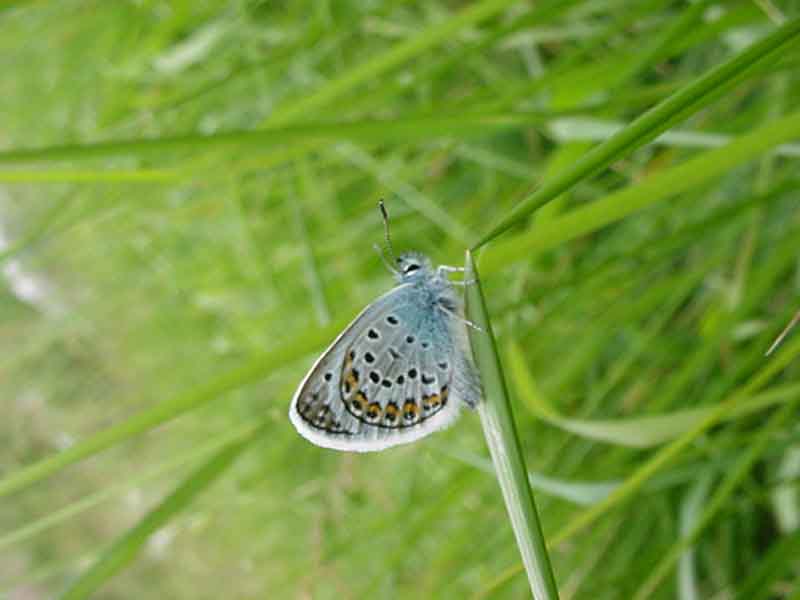 Les papillons 952356MVC_621F_Papillon_L_Azure_Polyommatus