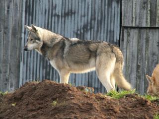 كلاب شيان لوب - chein loup 957137Chiens_loup_de_Saarloos_7