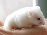 Hamster doré 958407white