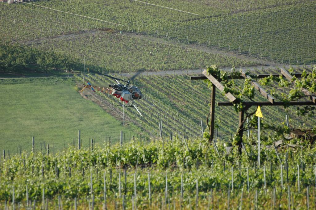 Epandage sur les vignes Valaisanne 997637DSC_1003