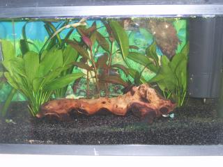 Mon premier aquarium , 50l ! 999072SV104852