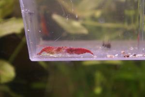 [77] vd crevettes red cherry Mini_242170RED_CHERRY_2