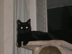 MILO (chaton noir) Mini_256416IMGP4947