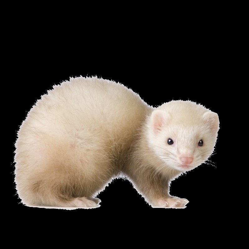 MUSTELA PUTORIUS Furo - Furet 113645ferret1