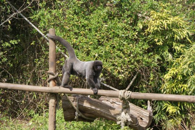 "La Vallée des Singes" 116936DSC02743