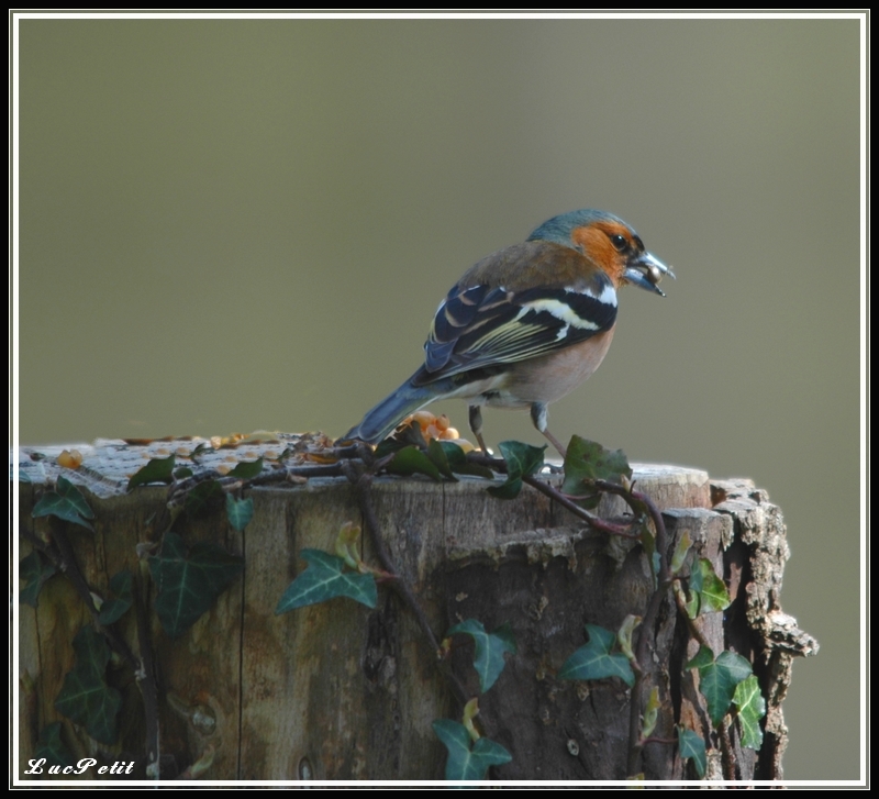 Album, photos en vrac 117448oiseau_du_6_vril_2010