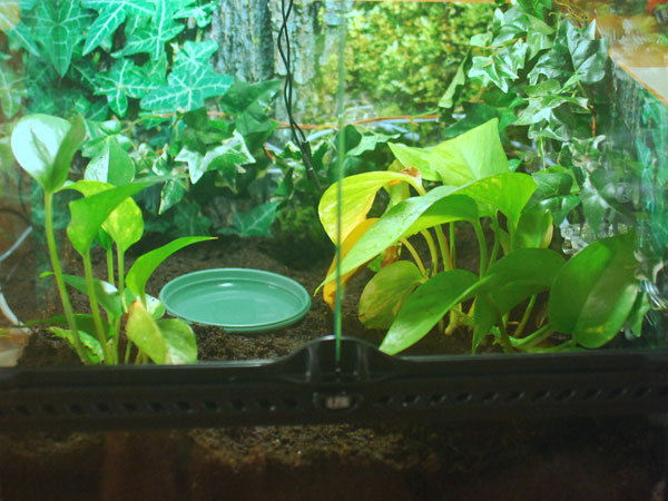 Le terrarium de Gloumbi 126852chap9_15