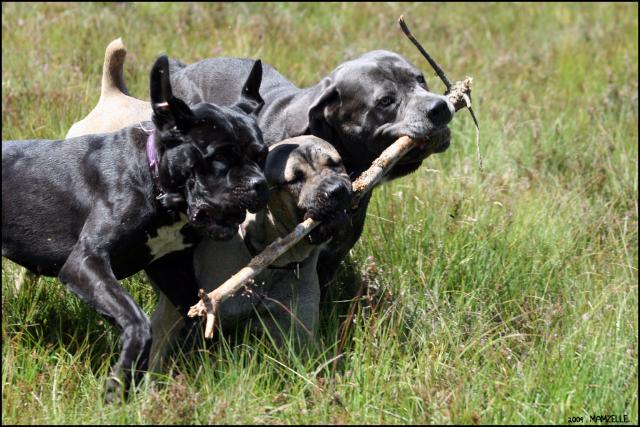 Laïka - Concours Photo "Votre Chien et le jeu" 130217IMG_1973