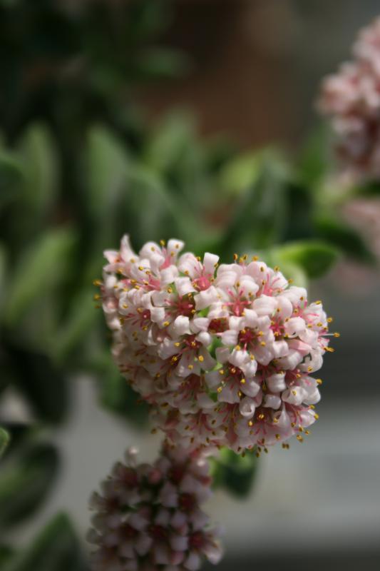 Crassula 'Bride's bouquet' 133137crassula_Bride__s_bouquet_fleur