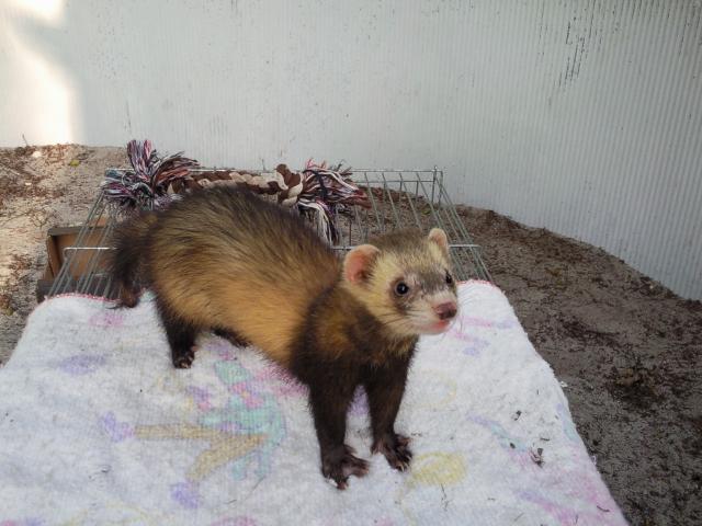 Trouv jeune furet Male putois entier vers Cestas - Canjan 133391Photo0698