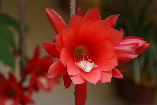 Cactus de Noël ou Schlumbergera - Page 2 135280DSC01399