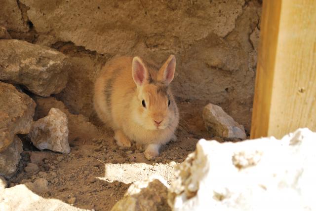 [Adoptées] CHITA et CHUKA, LAPINES, REFUGE FREE DPT (77) 135745DSC_0011