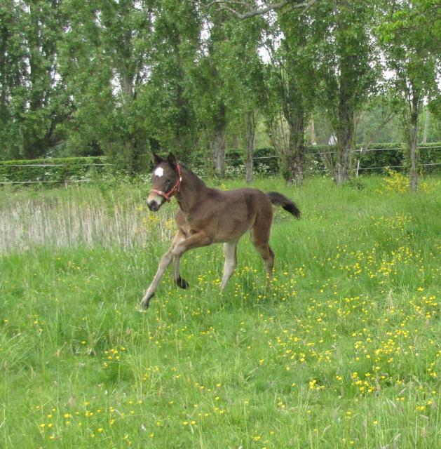 Aiyana d'Eden (SF x jument type Appaloosa) 137176IMG_1354