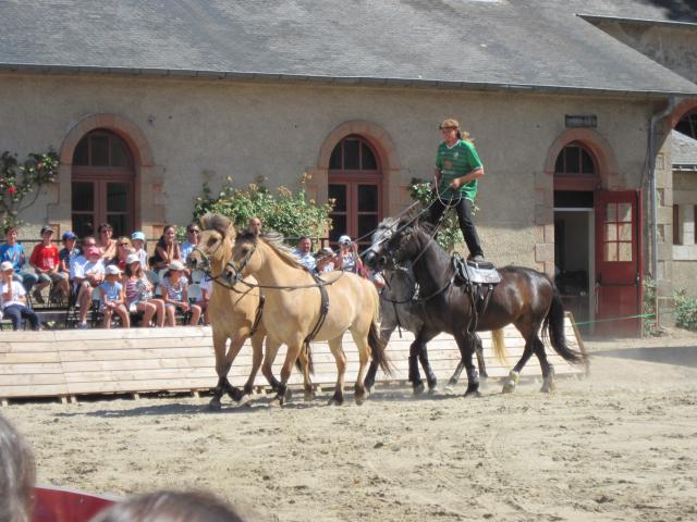 visite aux haras d'Hennebont (56) 15283IMG_0682_1_