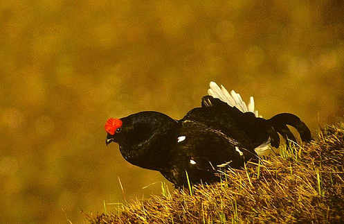 Le tétras lyre 16262Black_grouse5