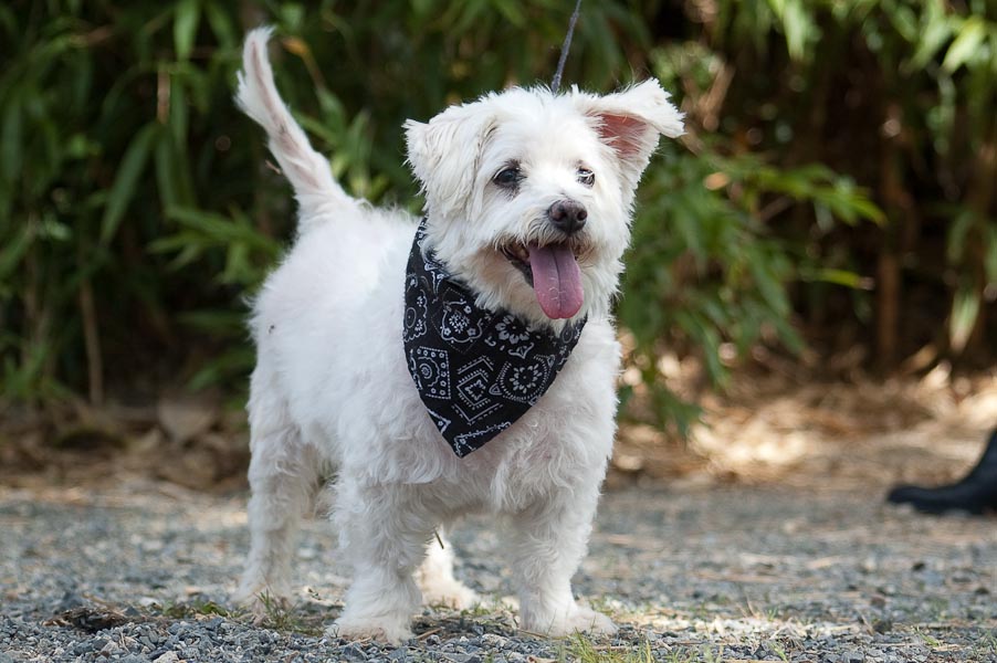 ONYX BICHON MALTAIS 14 ANS ASSO BETES DE SCENES 168801Onyx___07