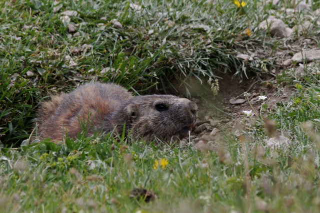 Flore et faune en Vanoise 175546Marmottes_007__640x480_