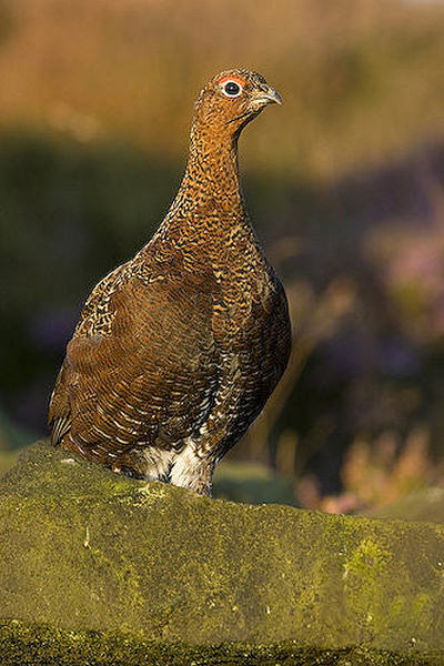 Lagopède d'Ecosse 179616REd_grouse_Tom3