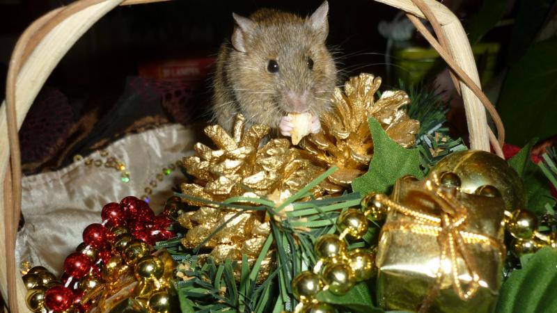 Mes bestioles adorées, shooting spécial noël ! 185243P1020872