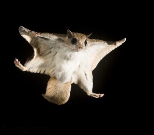 GLAUCOMYS VOLANS - Ecureuil volant 187719southern_flying_squirrel_voplaning