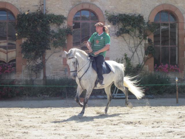 visite aux haras d'Hennebont (56) 194419IMG_0698_1_