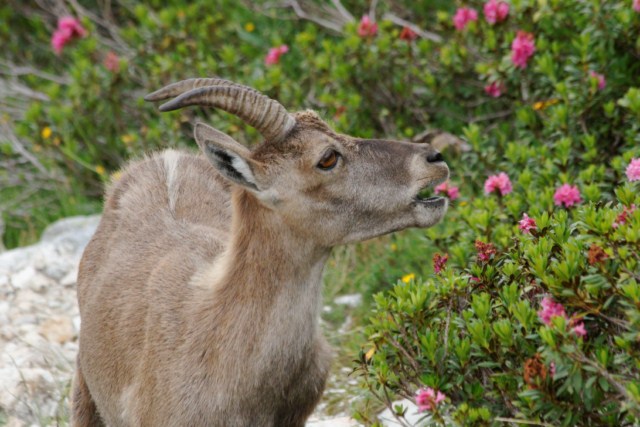 Flore et faune en Vanoise 203250Bouquetins_027__640x480_