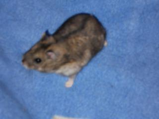 9 BB hamster russe  et 1 mâle adulte 212291DSCN0109