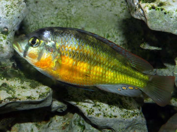 Haplochromis sauvagei Makobe 212477P6306689