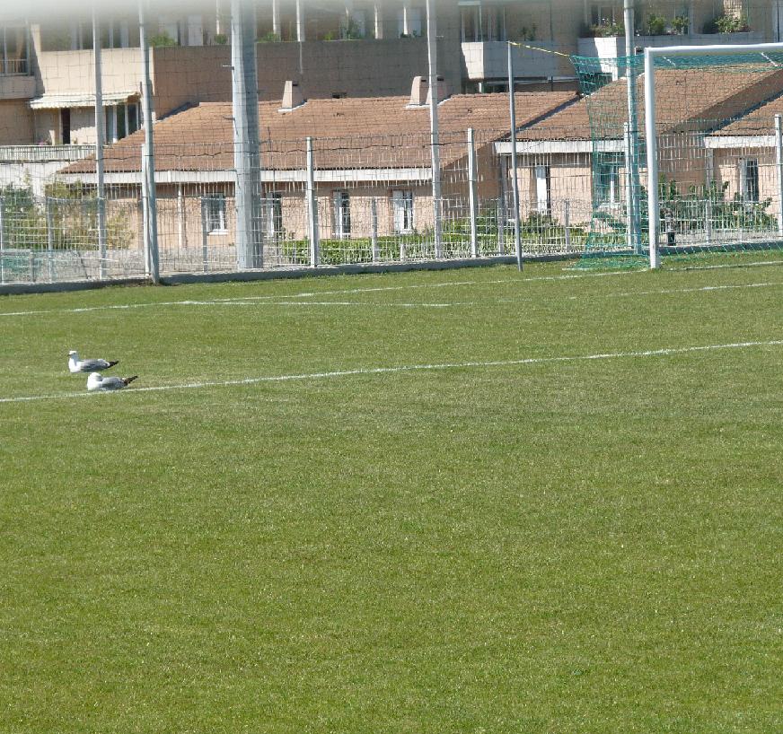 OLYMPIQUE DE MARSEILLE A LA UNE LES HONNEURS A LA DEUX LA DIVISION D "HONNEUR 218566P1080808