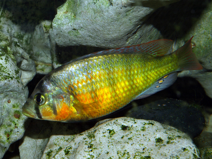 Haplochromis sauvagei Makobe 219434P6306699