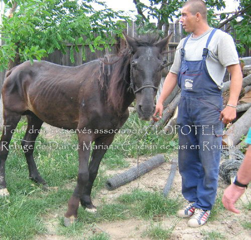 La Roumanie, encore... 220230cheval_de_tzigane_avec_le_pied_ecrase_med