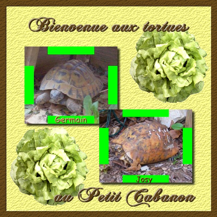 Le Petit Cabanon - Décembre 2009 22842germain_et_Josy_les_tortues