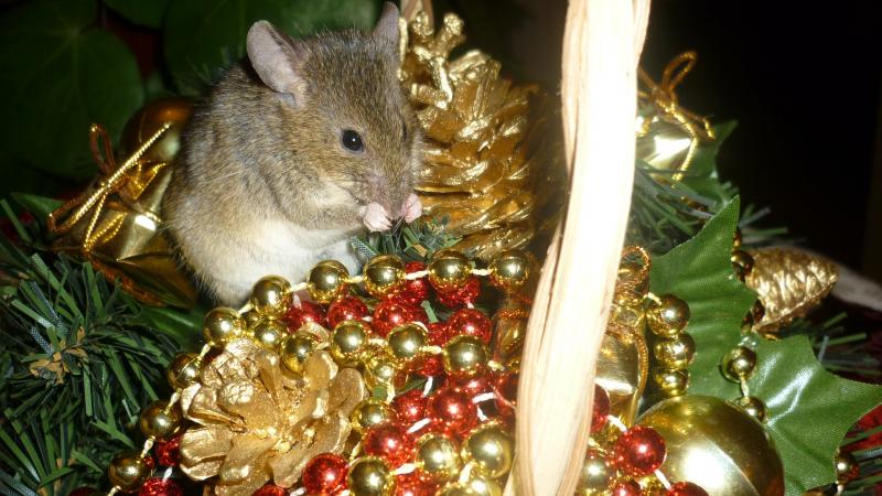 Mes bestioles adorées, shooting spécial noël ! 233006P1030119