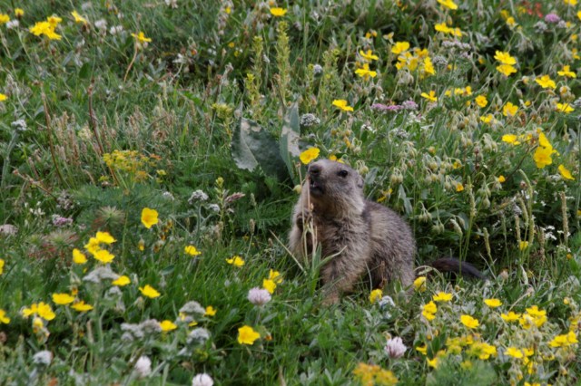 Flore et faune en Vanoise 233300Marmottes_013__640x480_