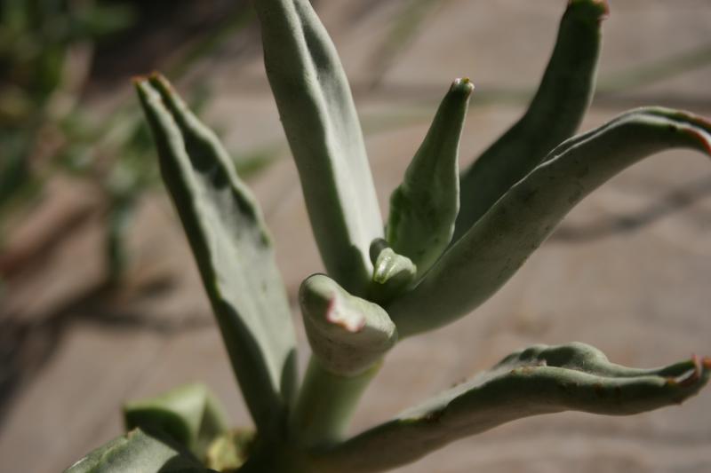 Cotyledon orbiculata 'Octopus' 241056cotyledon_cv_octopus