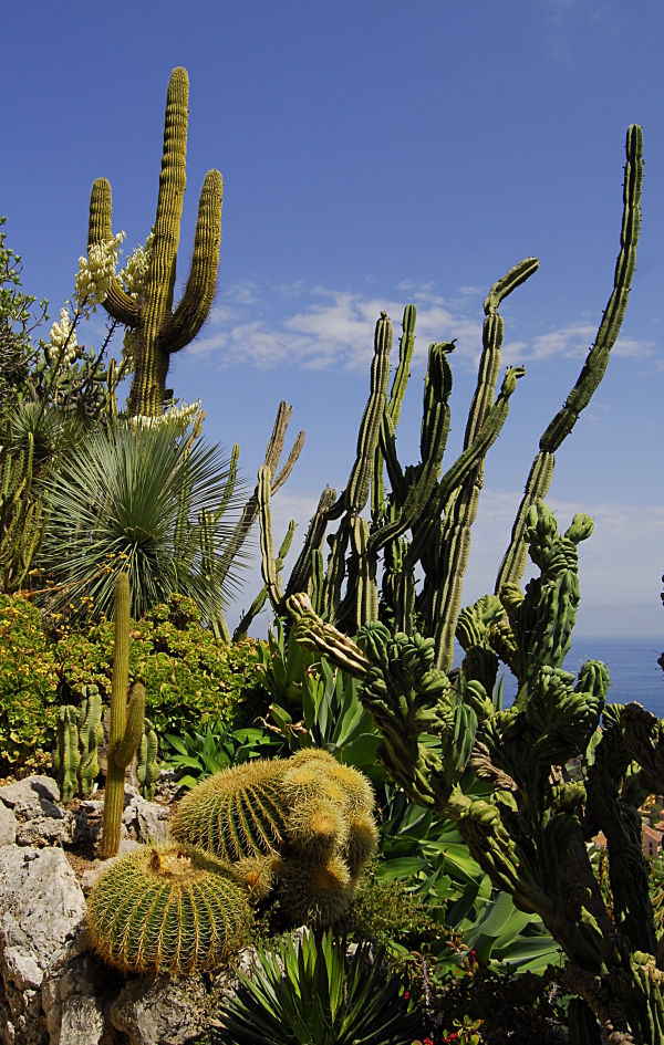 Jardin exotique de Monaco 243677_DSC0198