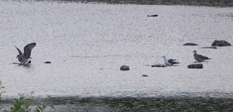 Goéland [Larus fuscus] 246090Goeland_2010_07_13_E2_