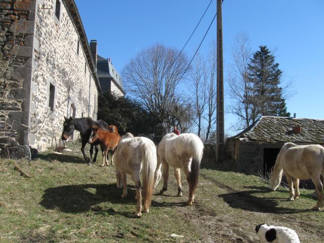 PRINCE, ONC, Sauvé grâce à Qita et SASSA (Mars 2010) Replacé chez Coralie et son fils - Page 4 255202IMG_0025