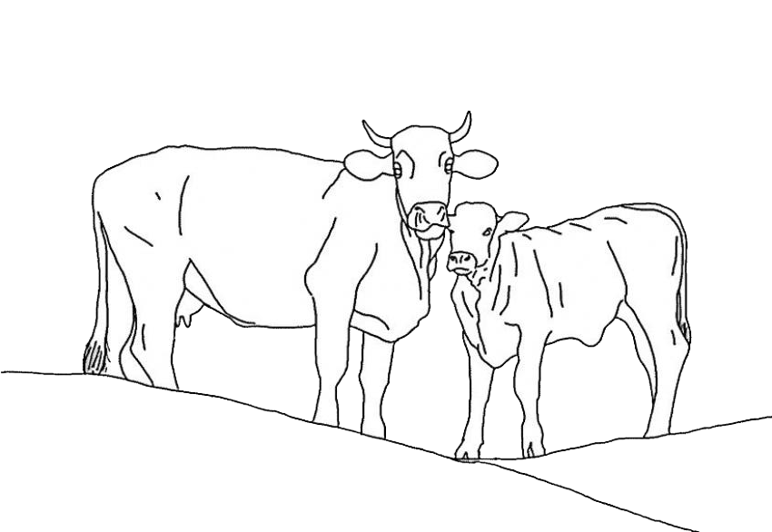 Un classique: Un veau par vache et par an 264461Untitled_1