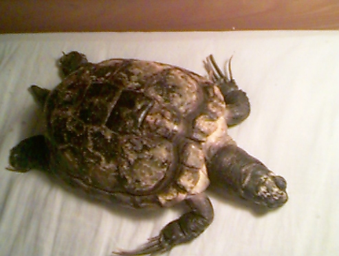 Tortue de 25 ans. Toux (?) ,les yeux , ne mange/bouge plus 281862S09bi001