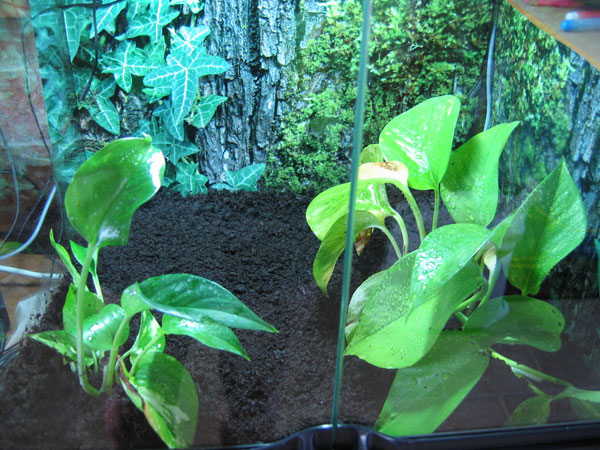 Le terrarium de Gloumbi 284528chap9_14